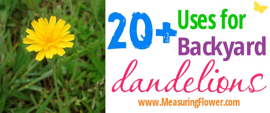 20+ Uses for Backyard Dandelions--MeasuringFlower.com